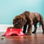 Top Foods for Dogs with Sensitive Tummies