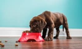 A Chocolate Labrador