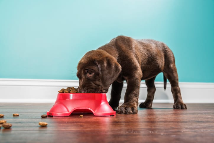 A Chocolate Labrador