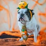 Cutest (and Funniest) Pet Halloween Costumes