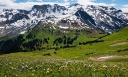 Mountain wildflowers