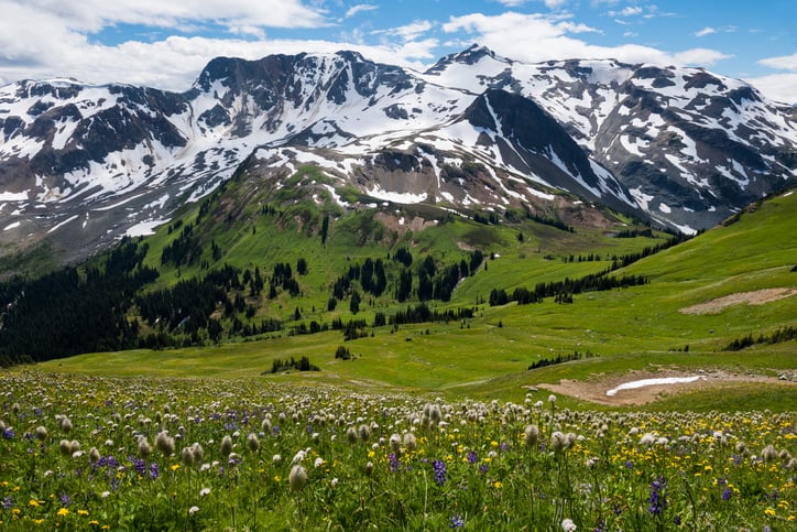 Mountain wildflowers