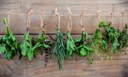 Assorted hanging herbs