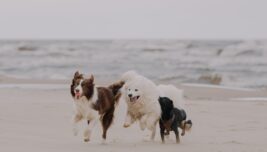 5 Unmissable Pet Care Tips Using Barkshop Deals and Discounts